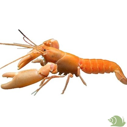 Cherax Holthuisi Apricot