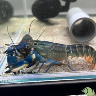 Cherax lorentzi Blue moon Kreeft