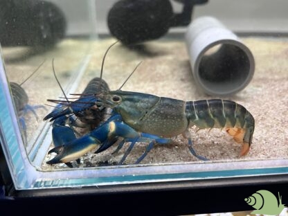 Cherax lorentzi Blue moon Kreeft