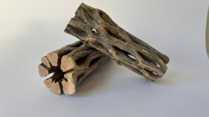 Cholla wood