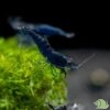 Neocaridina Davidi Blue Saphire