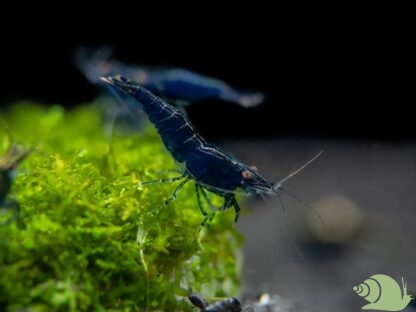 Neocaridina Davidi Blue Saphire