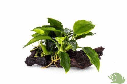 Anubias op kienhout nano