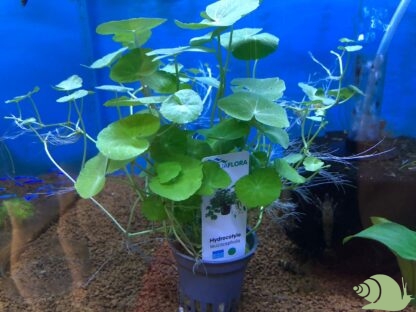 Hydrocotyle leucocephala – Braziliaanse Waterklimop