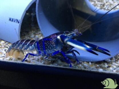 Cherax Papua Blue Legs