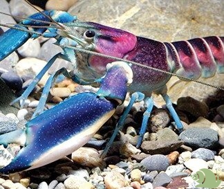 Cherax Papua Pulcher