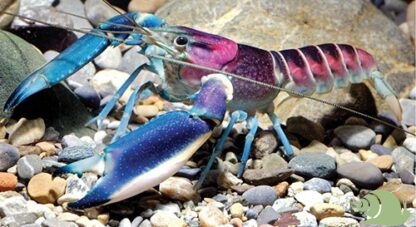Cherax Papua Pulcher