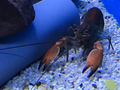 Cherax Papua Red Bricks
