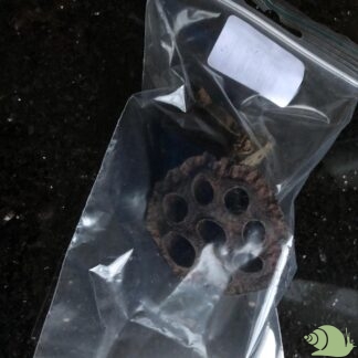 Lotus Pods per  stuk