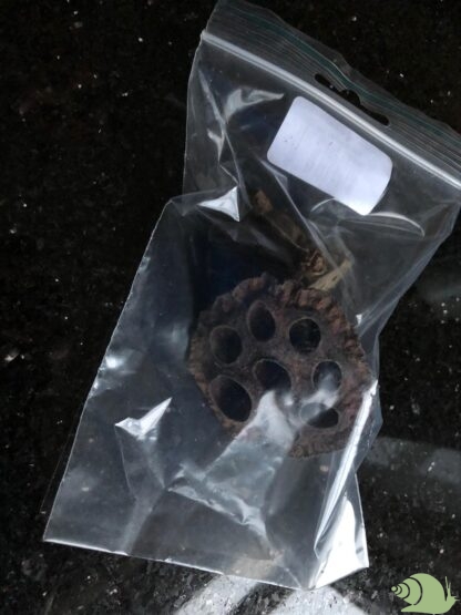 Lotus Pods per  stuk