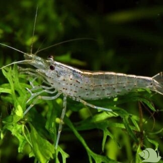 Cardina Multidentata (Japonica Garnaal) XL