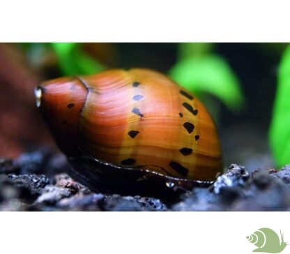 Neritina red spotted Snail - Afbeelding 2
