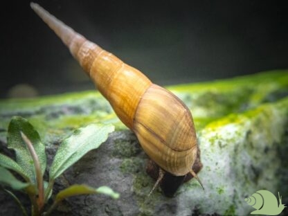 Stenomelania long nose snail