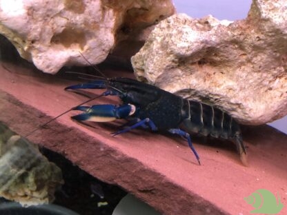 Cherax Blue moon Snakeskin koppel