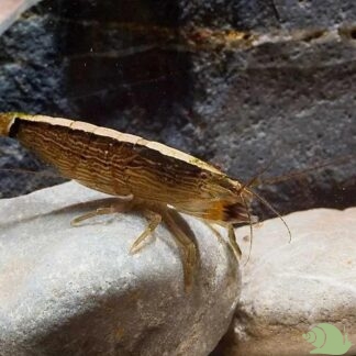 Aziatische waaierhandgarnaal