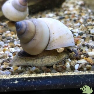 Filopaludania Martensi (witte wonderslak)