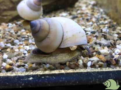 Filopaludania Martensi (witte wonderslak)