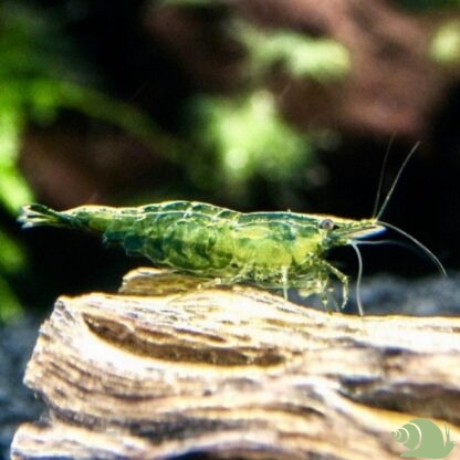 Neocaridina green jade