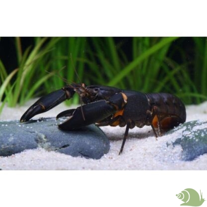 Cherax sp. Black scorpion Per koppel