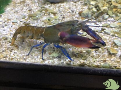 Cherax boesemani red claw per koppel
