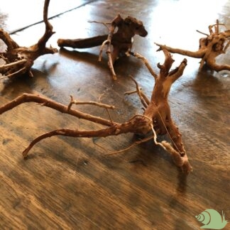 Spiderwood 8-15 cm