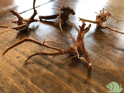 Spiderwood 8-15 cm