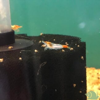 Neocaridina Davidi Orange Rilli