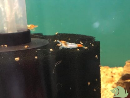 Neocaridina Davidi Orange Rilli