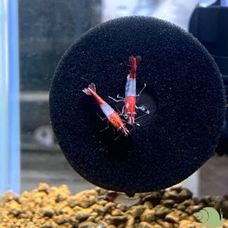 Neocaridina Davidi Red Rili