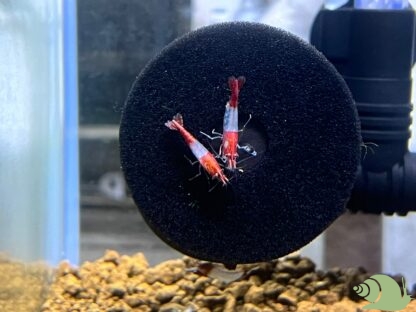 Neocaridina Davidi Red Rili