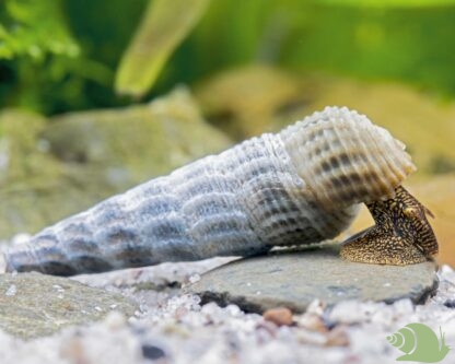 Tylomelania Marwotoae
