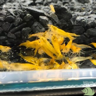 Neocaridina Davidi Yellow (citroen)