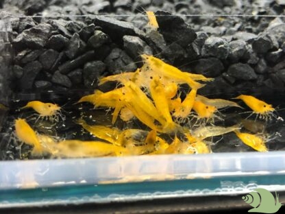 Neocaridina Davidi Yellow (citroen)