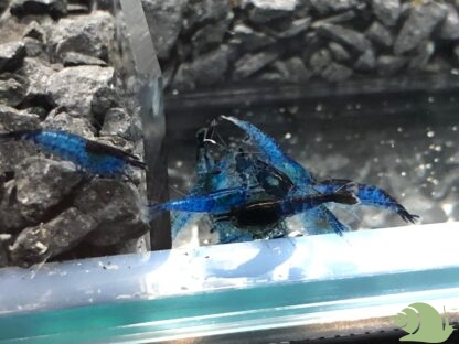 Neocaridina davidi Blue Rili