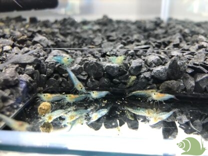 Neocaridina Davidi Blue Jelly