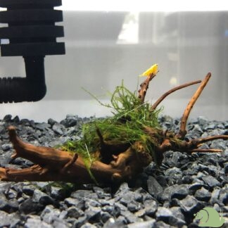 Christmas moss (Vesicularia montagnei) op hout