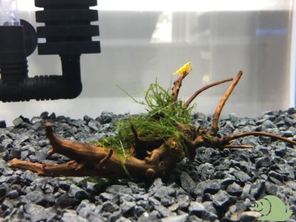 Christmas moss (Vesicularia montagnei) op hout