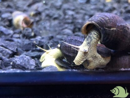Tylomelania yellow rabbit snail