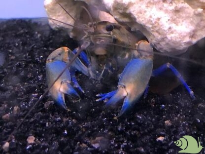 Cherax Pecknyi Blue Claw vrouw