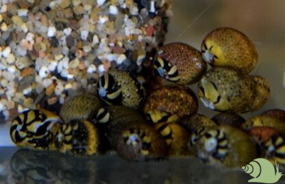 Neritina mix