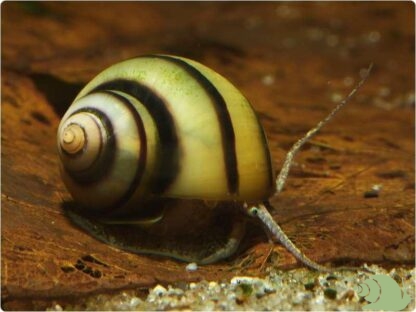 Asolene Spixi