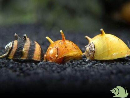 Neritina Tricolour Horn Snail (maat S)