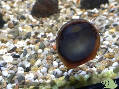 Septaria Porcelana Red Lips