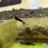 Neocaridina Davidi Blue Saphire - Afbeelding 2
