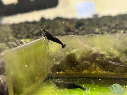 Neocaridina Davidi Blue Saphire - Afbeelding 2