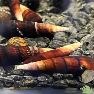 Faunus ater bi colour