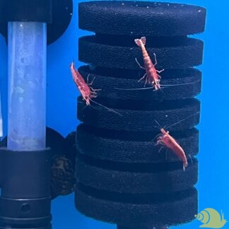 Neocaridina Davidi Red Fire