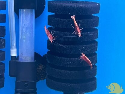 Neocaridina Davidi Red Fire