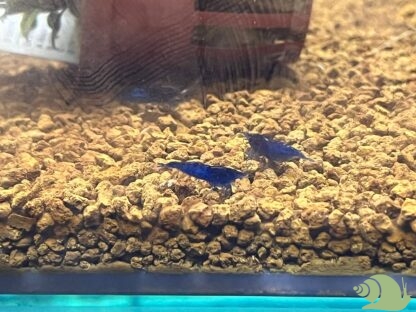 Neocaridina Davidi Blue Velvet