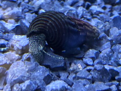 Tylomelania golden spotted rabbit snail